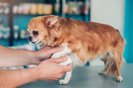 injured dog