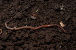 How Do Worms and Earthworms Move? (Interesting Facts) - AnimalFate