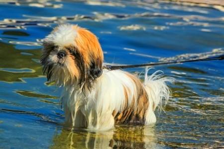 shih tzu in water