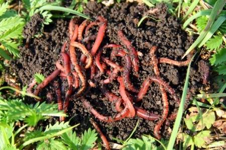 worms and dirt