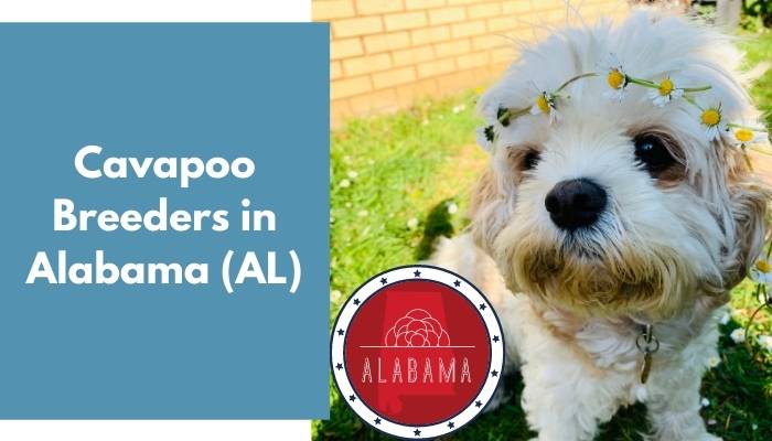 Cavapoo Breeders in Alabama AL