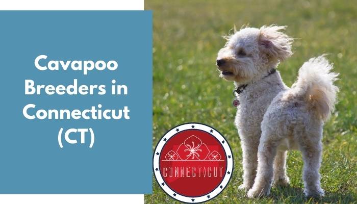 Cavapoo Breeders in Connecticut CT