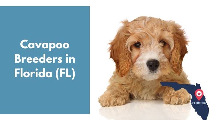 Cavapoo Breeders in Florida FL