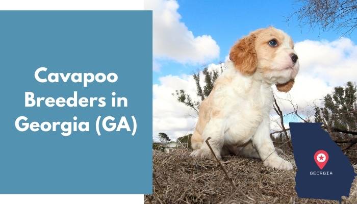 Cavapoo Breeders in Georgia GA