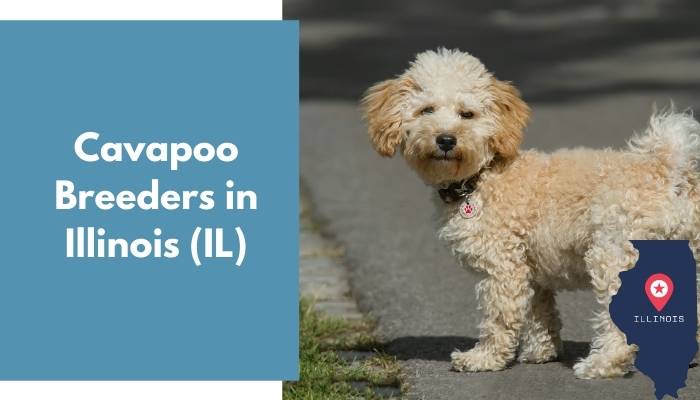 Cavapoo Breeders in Illinois IL