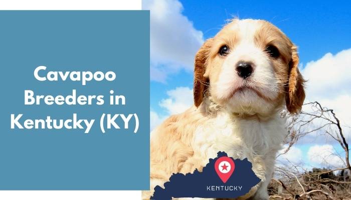 Cavapoo Breeders in Kentucky KY