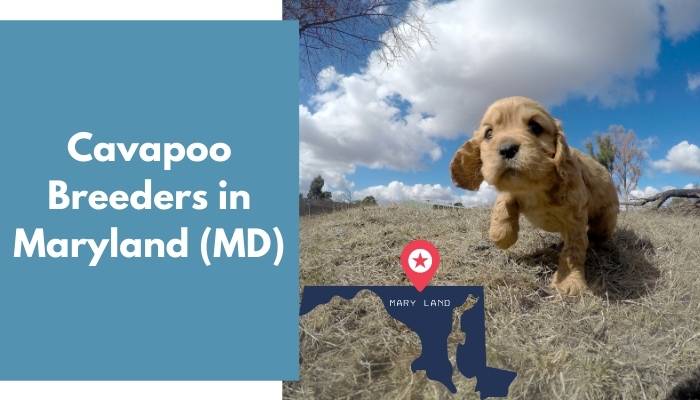 Cavapoo Breeders in Maryland MD