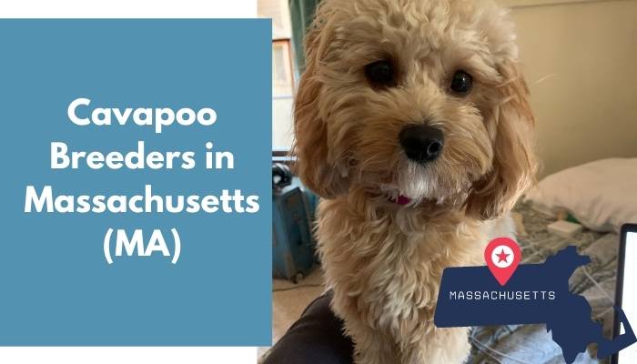 Cavapoo Breeders in Massachusetts MA