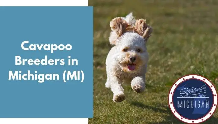 Cavapoo Breeders in Michigan MI