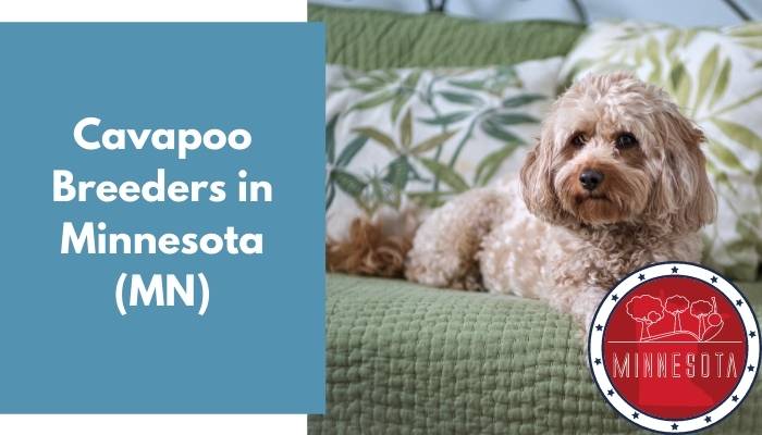 Cavapoo Breeders in Minnesota MN