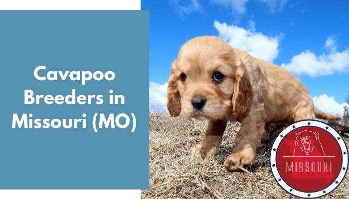 Cavapoo Breeders in Missouri MO