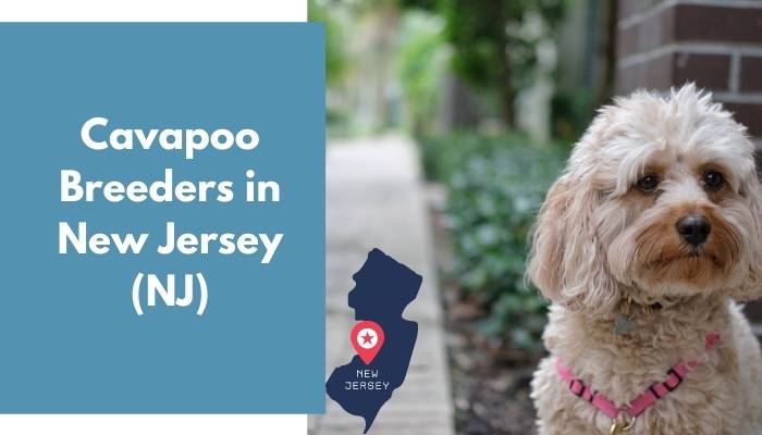 Cavapoo Breeders in New Jersey NJ