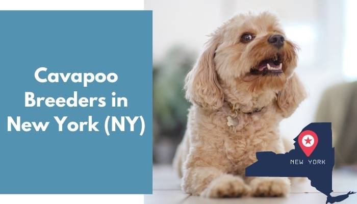 Cavapoo Breeders in New York NY