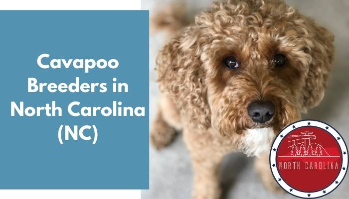 Cavapoo Breeders in North Carolina NC