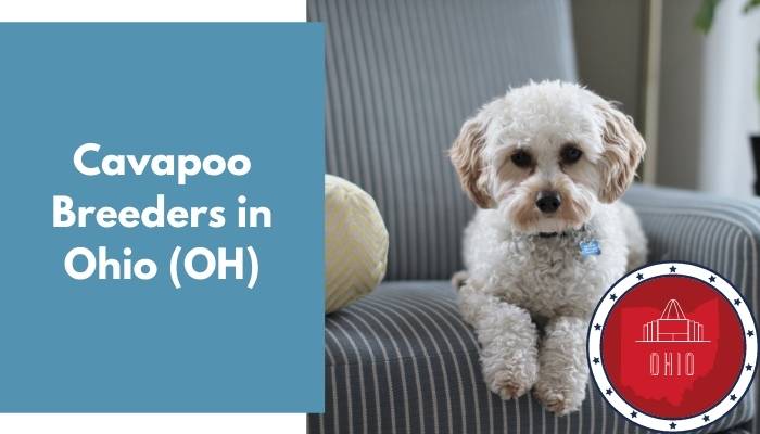 6 Cavapoo Breeders In Ohio Oh Cavapoo Puppies For Sale Animalfate