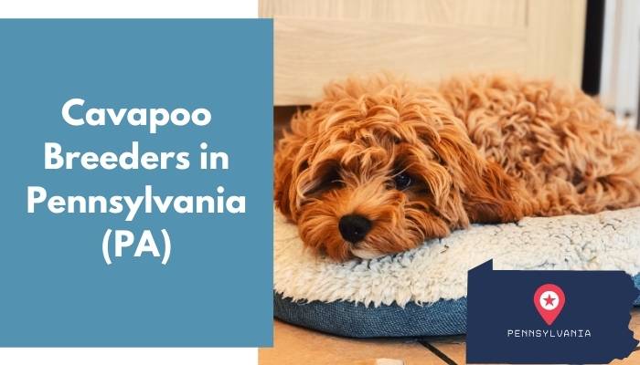 Cavapoo Breeders in Pennsylvania PA