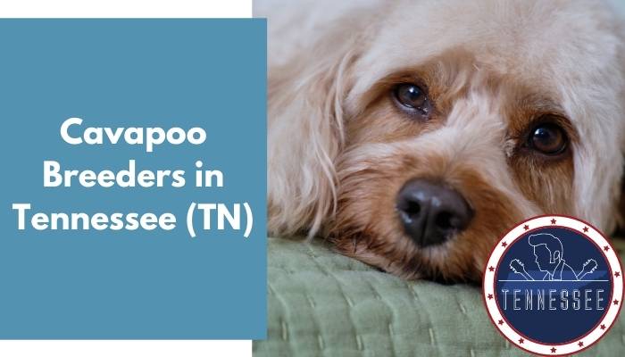 Cavapoo Breeders in Tennessee TN