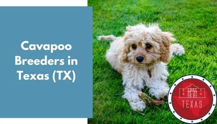 Cavapoo Breeders in Texas TX