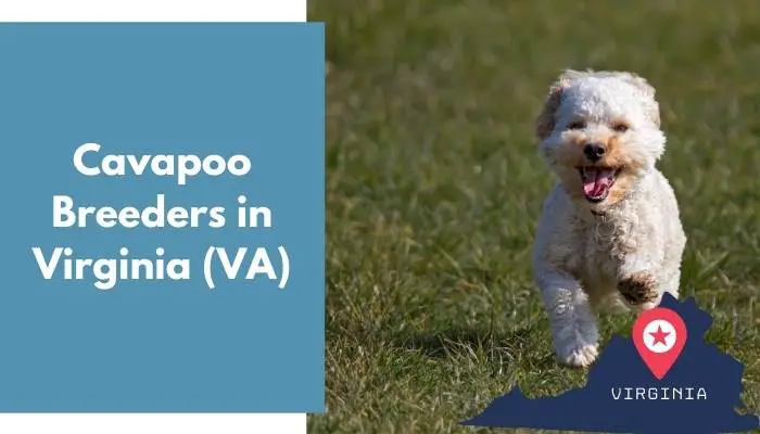 17 Cavapoo Breeders in Virginia (VA) - AnimalFate