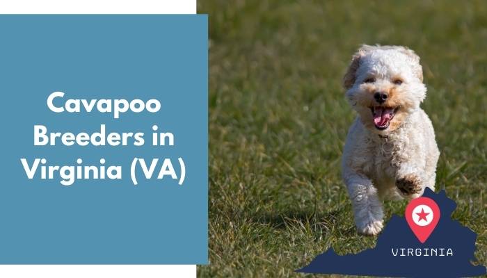 17 Cavapoo Breeders In Virginia Va Cavapoo Puppies For Sale Animalfate