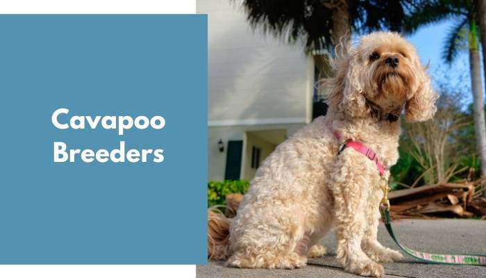 Cavapoo Breeders