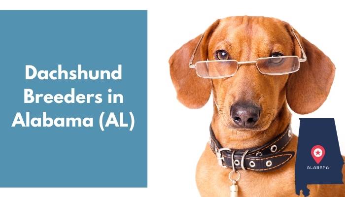 Dachshund Breeders in Alabama AL