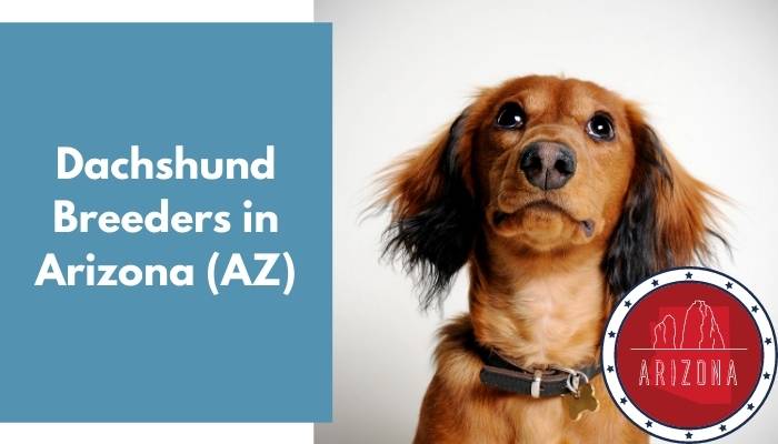 Dachshund Breeders in Arizona AZ