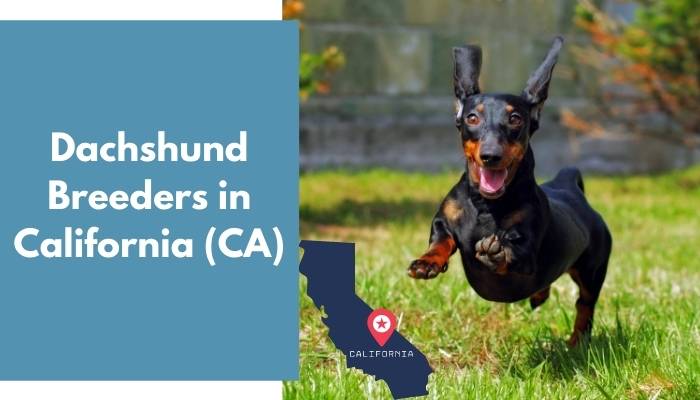 Dachshund Breeders in California CA