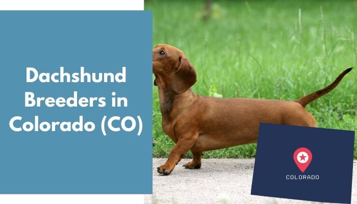 Dachshund Breeders in Colorado CO