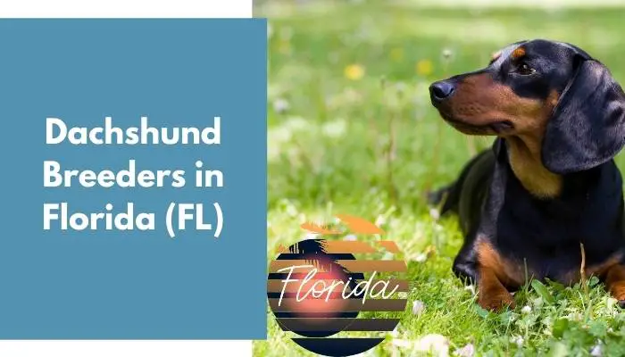 Dachshund Breeders in Florida FL