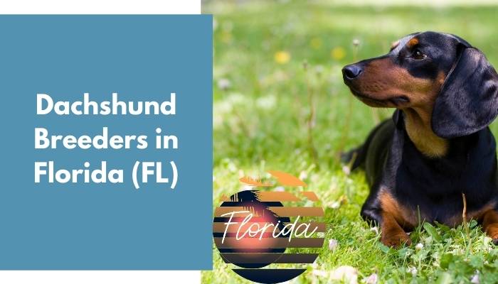 Dachshund Breeders in Florida FL