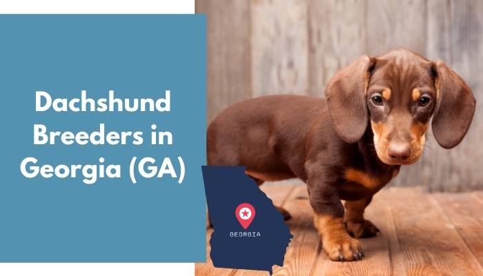 Dachshund Breeders in Georgia GA