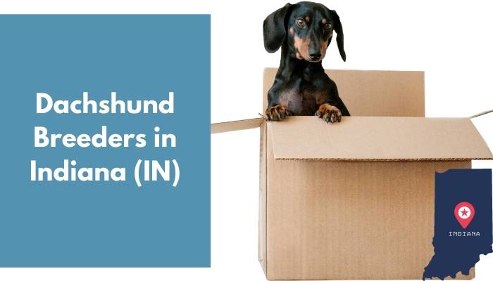 Dachshund Breeders in Indiana IN