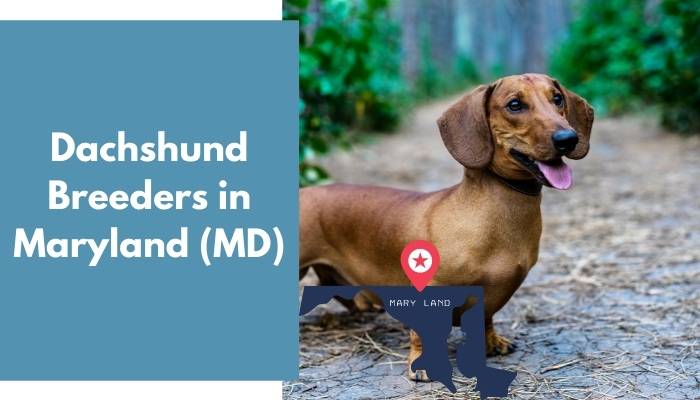 Dachshund Breeders in Maryland MD