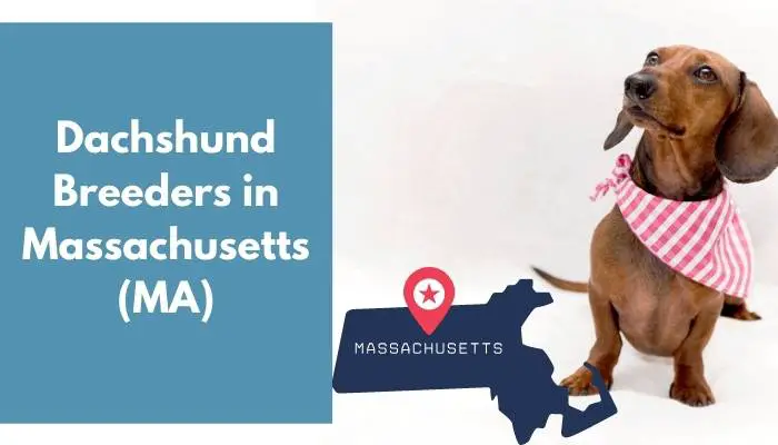 17 Dachshund Breeders in Massachusetts (MA) Dachshund
