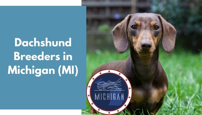 21 Dachshund Breeders In Michigan Mi Dachshund Puppies For Sale Animalfate