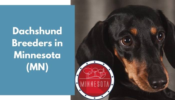 Dachshund Breeders in Minnesota MN