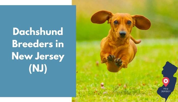 Dachshund Breeders in New Jersey NJ