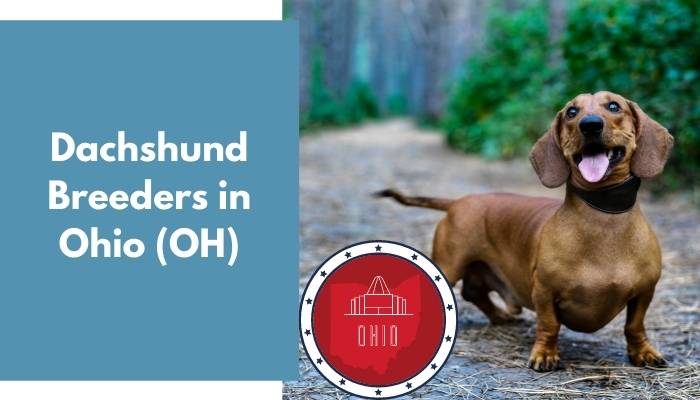 Dachshund Breeders in Ohio OH