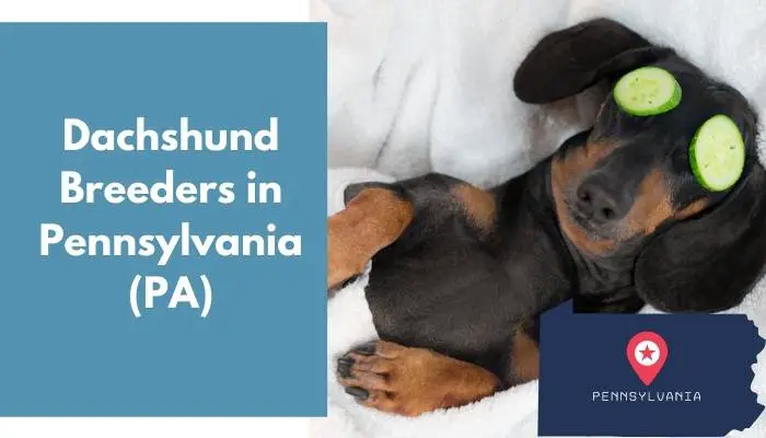 15 Dachshund Breeders in Pennsylvania (PA) - AnimalFate