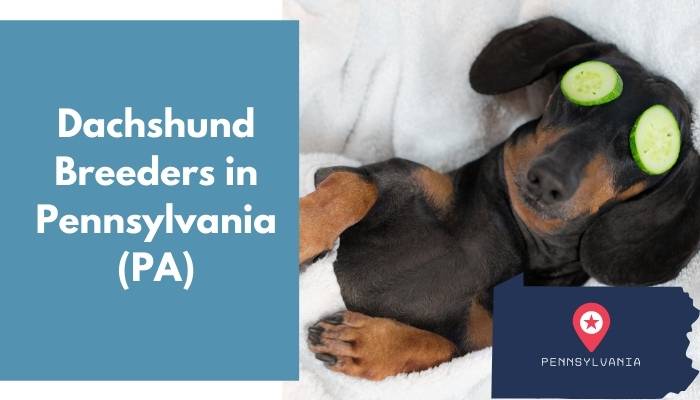 Dachshund Breeders in Pennsylvania PA