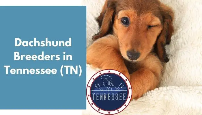 Dachshund Breeders in Tennessee TN