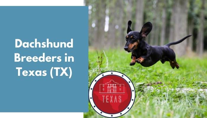 Dachshund Breeders in Texas TX