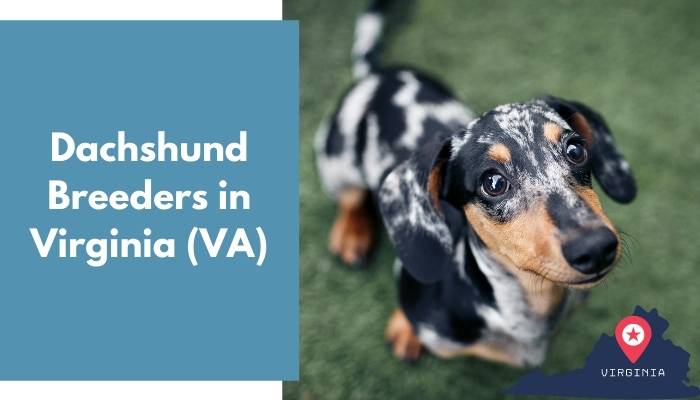 Dachshund Breeders in Virginia VA