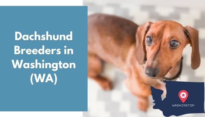 Dachshund Breeders in Washington WA