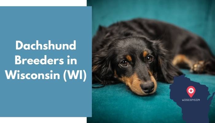 Dachshund Breeders in Wisconsin WI