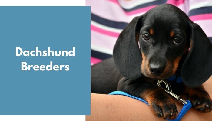 Dachshund Breeders