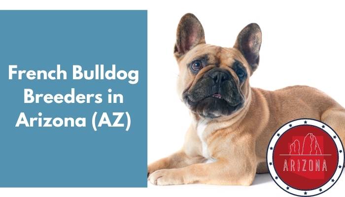 French Bulldog Breeders in Arizona AZ