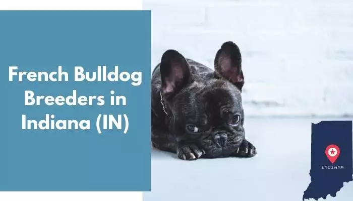 French Bulldog Breeders in Indiana IN