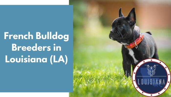 French Bulldog Breeders in Louisiana LA